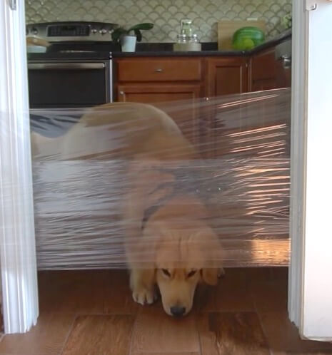 ゴールデンレトリーバー,動画