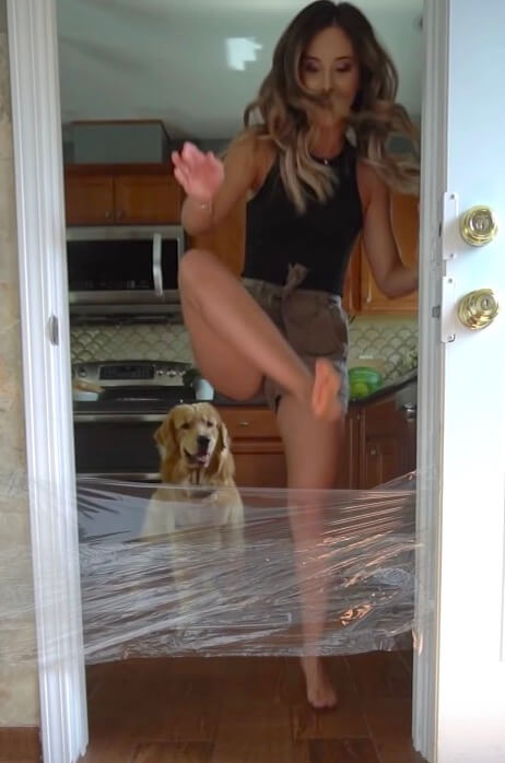 ゴールデンレトリーバー,動画