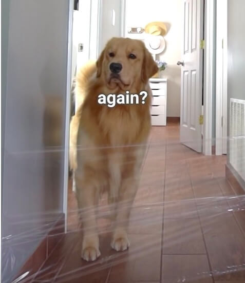 ゴールデンレトリーバー,動画