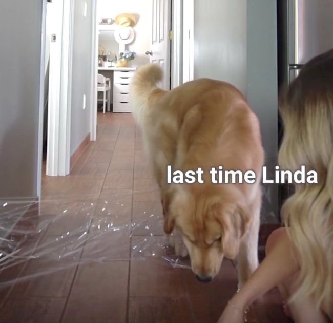 ゴールデンレトリーバー,動画