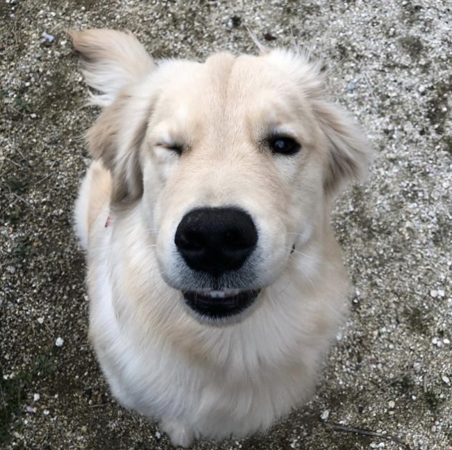 ゴールデンレトリーバー