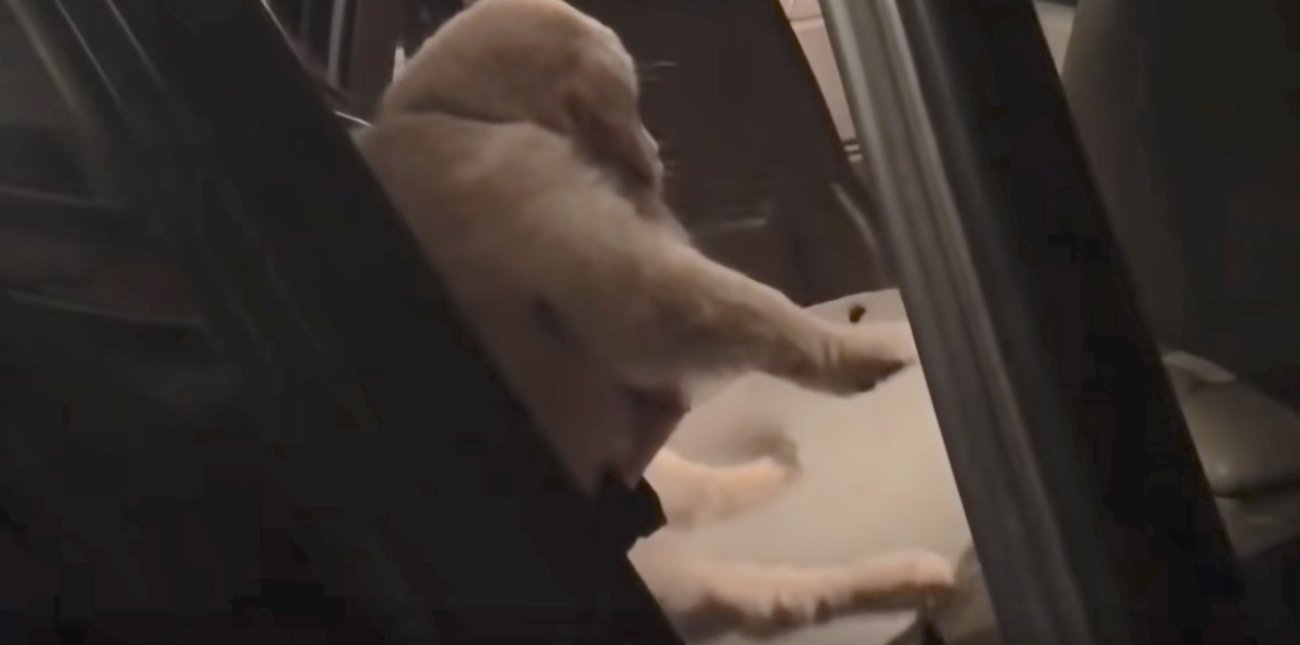 ゴールデンレトリーバー,動画