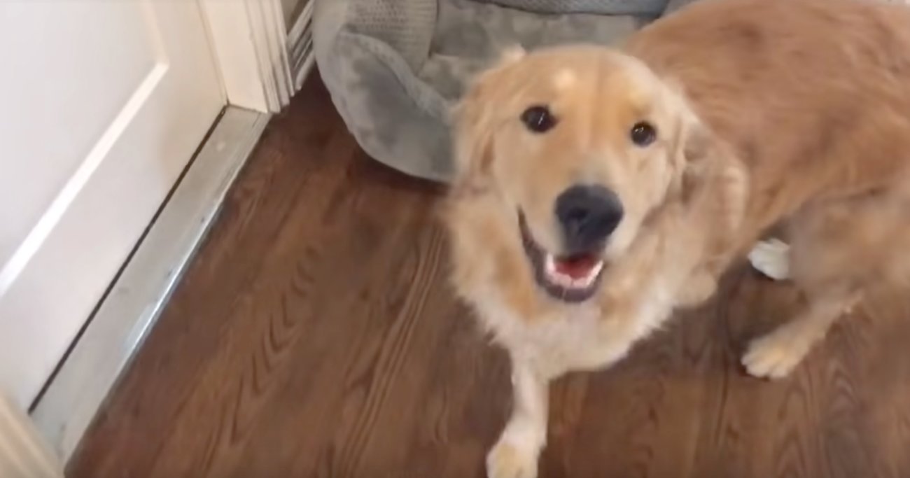 ゴールデンレトリーバー,動画