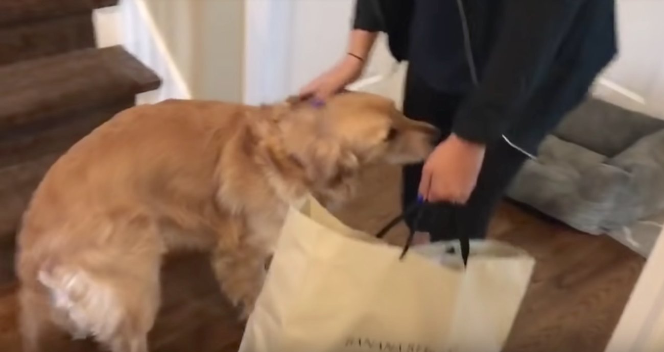 ゴールデンレトリーバー,動画