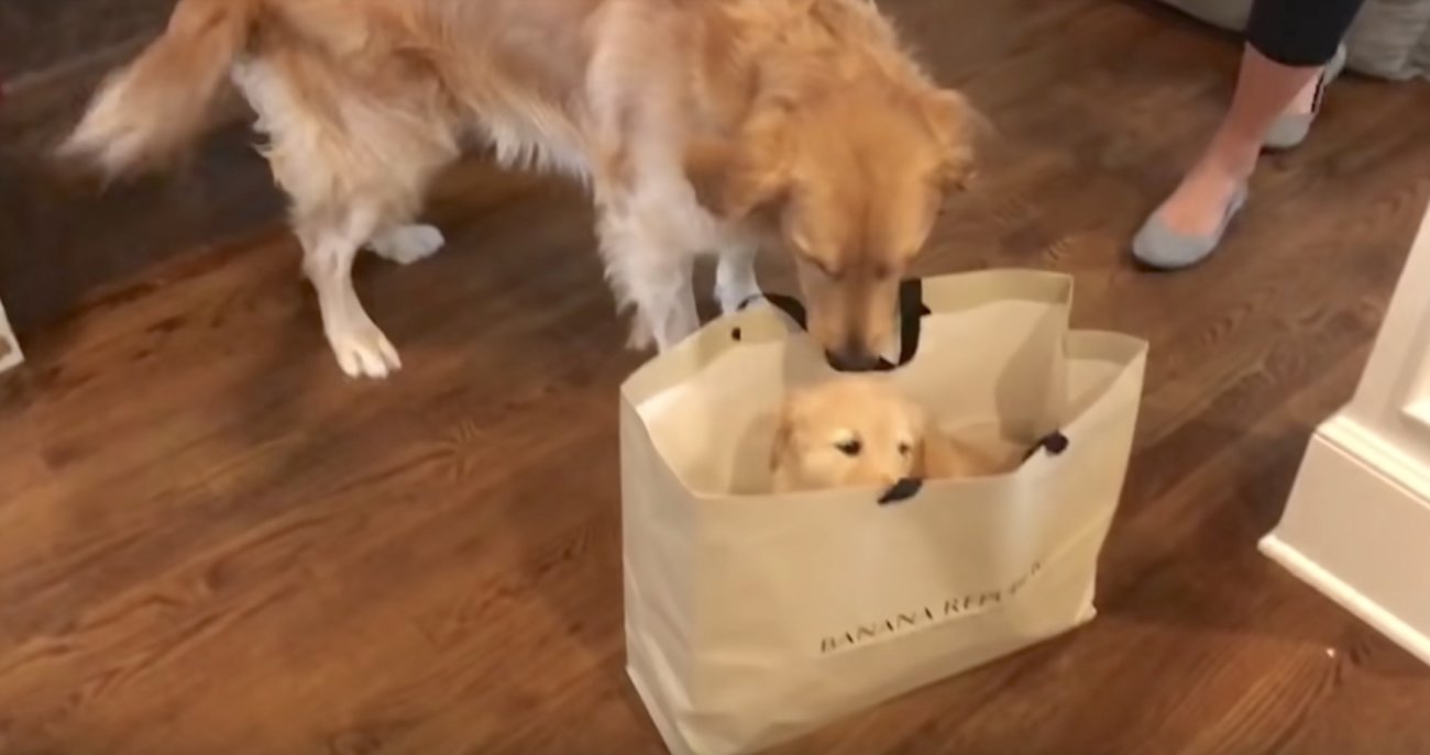 ゴールデンレトリーバー,動画