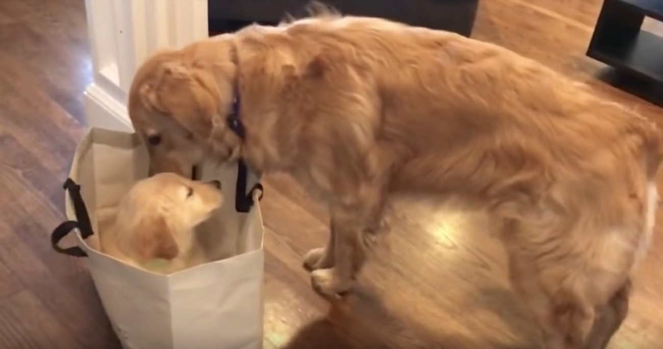 ゴールデンレトリーバー,動画