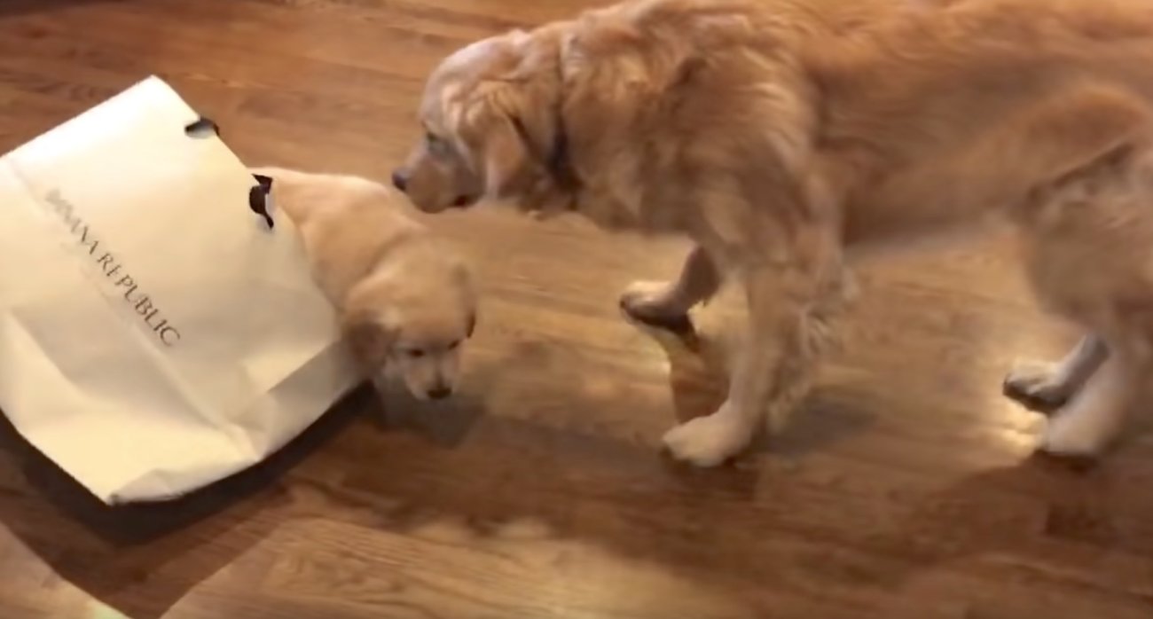 ゴールデンレトリーバー,動画