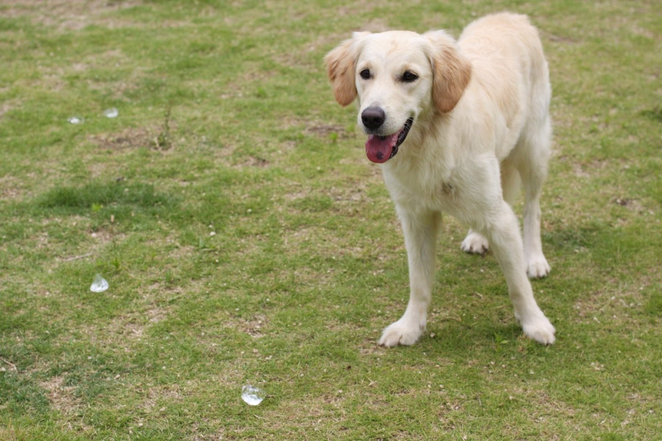 ゴールデンレトリーバー,トレーナー