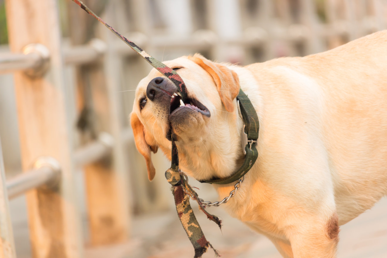 ゴールデンレトリーバー,演技