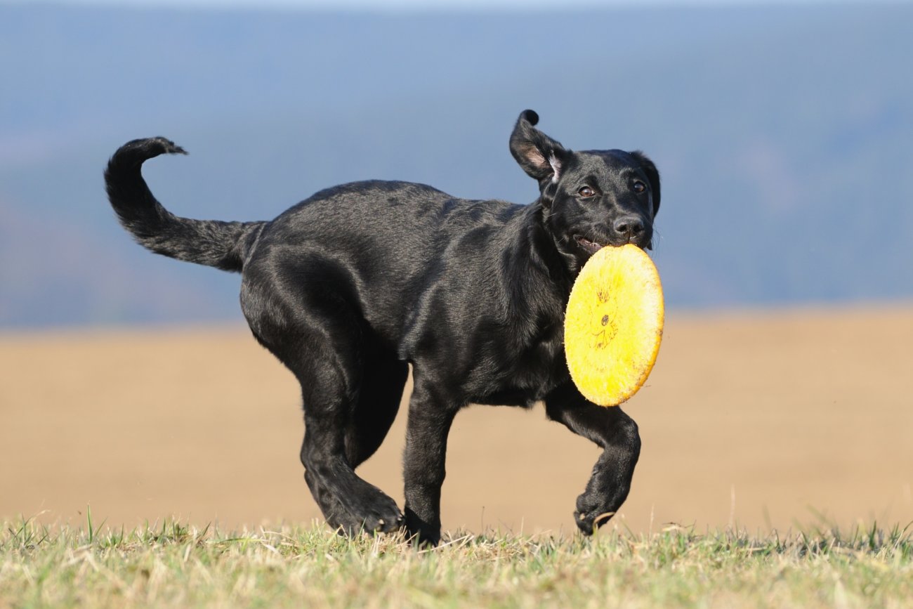 ラブラドールレトリーバー,走る