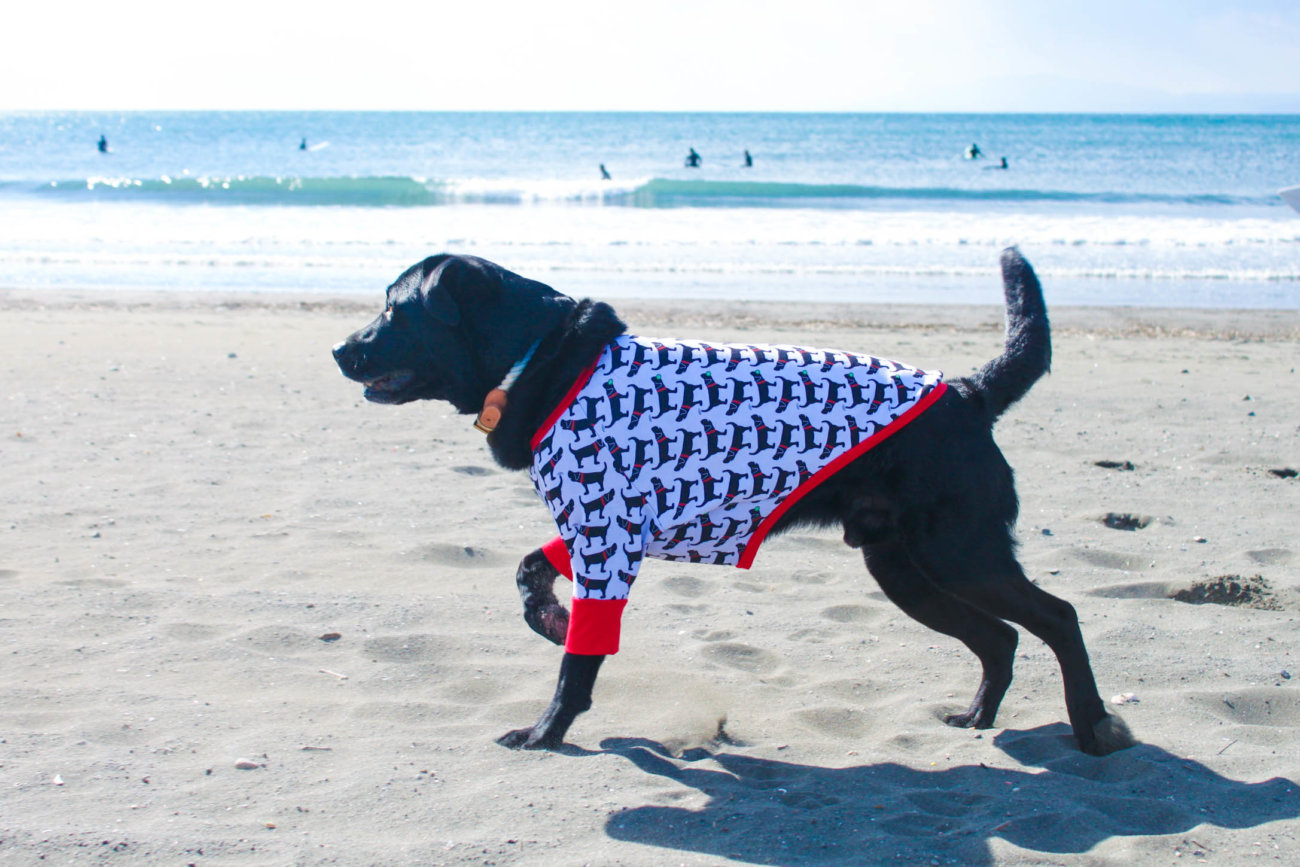 ラブラドールレトリーバー,湘南