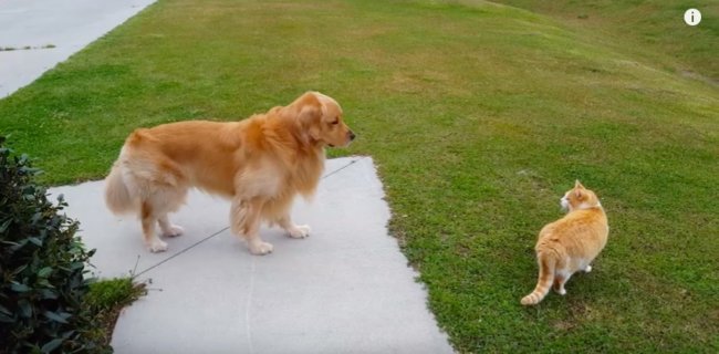 ゴールデンレトリーバー,YouTube