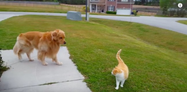 ゴールデンレトリーバー,YouTube