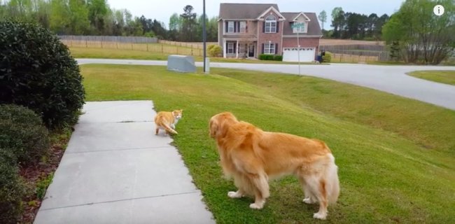 ゴールデンレトリーバー,YouTube