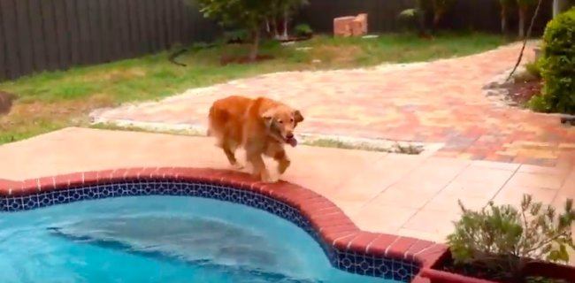 ゴールデンレトリーバー,YouTube