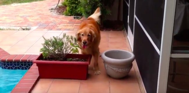 ゴールデンレトリーバー,YouTube