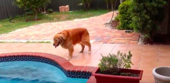 ゴールデンレトリーバー,YouTube