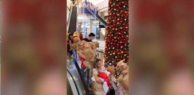 ゴールデンレトリーバー,YouTube