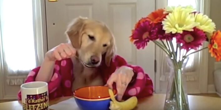 ゴールデンレトリーバー,YouTube