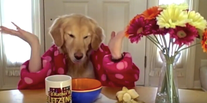 ゴールデンレトリーバー,YouTube