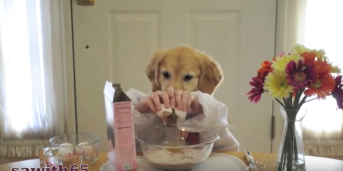 ゴールデンレトリーバー,YouTube