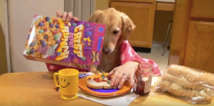 ゴールデンレトリーバー,YouTube