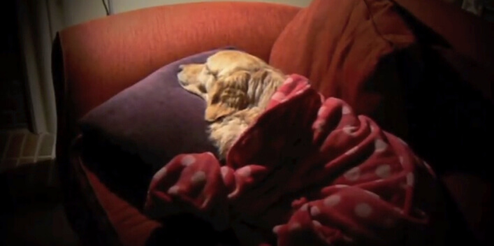 ゴールデンレトリーバー,YouTube