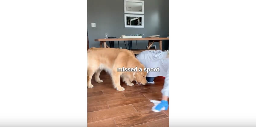 ゴールデンレトリーバー,YouTube