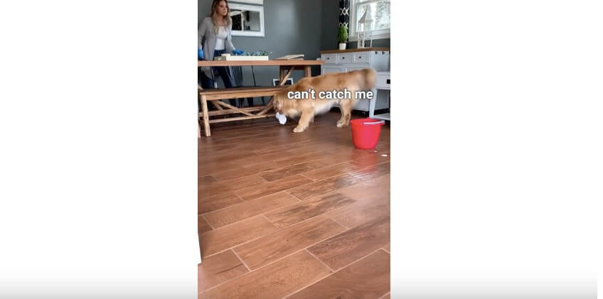 ゴールデンレトリーバー,YouTube