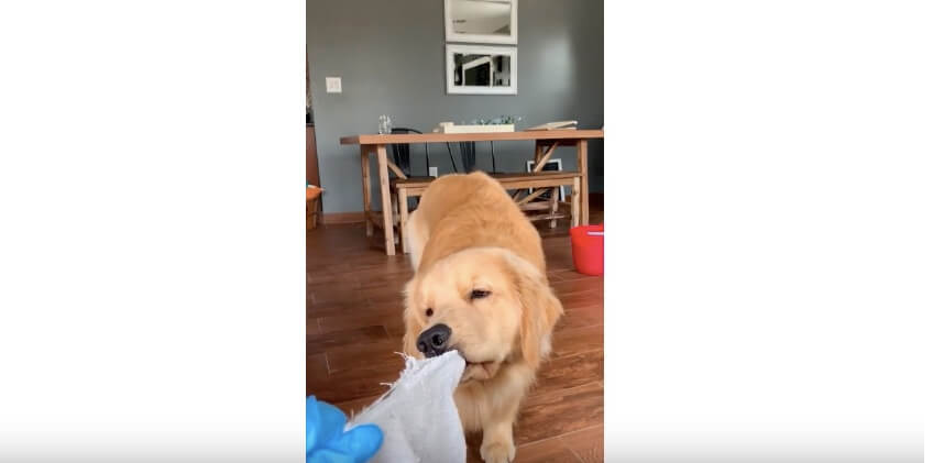 ゴールデンレトリーバー,YouTube