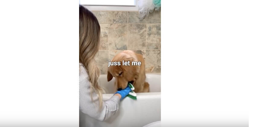 ゴールデンレトリーバー,YouTube