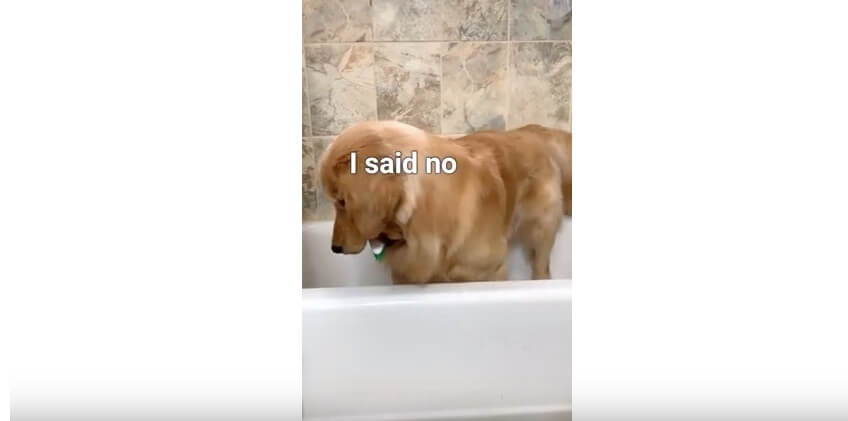 ゴールデンレトリーバー,YouTube