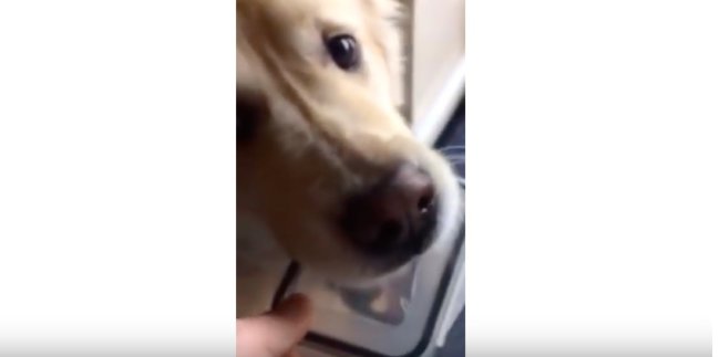 ゴールデンレトリーバー,YouTube