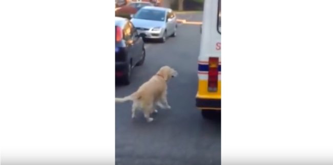 ゴールデンレトリーバー,YouTube