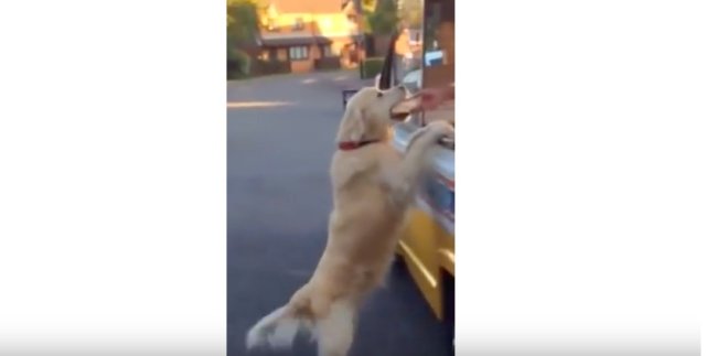 ゴールデンレトリーバー,YouTube