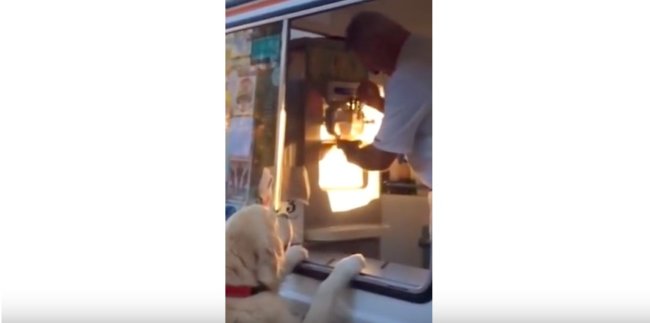 ゴールデンレトリーバー,YouTube