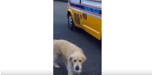 ゴールデンレトリーバー,YouTube