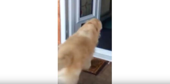 ゴールデンレトリーバー,YouTube