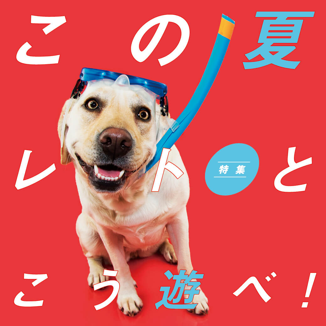 レトリーバー,夏遊び