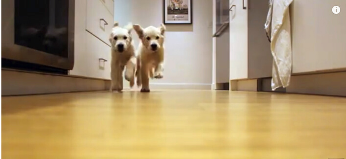 ゴールデンレトリーバー,子犬