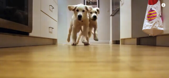 ゴールデンレトリーバー,子犬