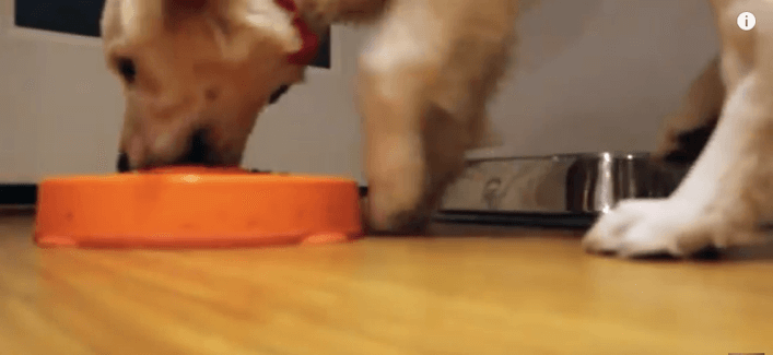 ゴールデンレトリーバー,子犬