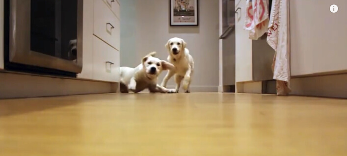 ゴールデンレトリーバー,子犬