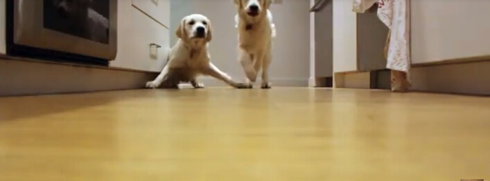 ゴールデンレトリーバー,子犬