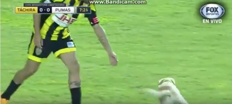 ラブラドールレトリーバー,動画