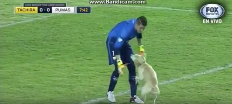 ラブラドールレトリーバー,動画