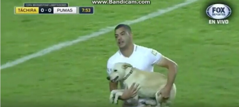 ラブラドールレトリーバー,動画