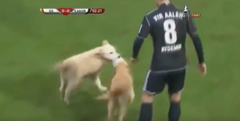 ラブラドールレトリーバー,動画