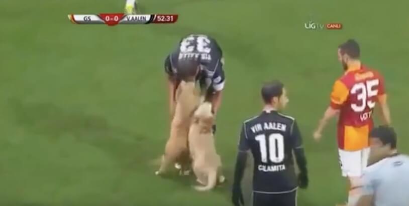 ラブラドールレトリーバー,動画