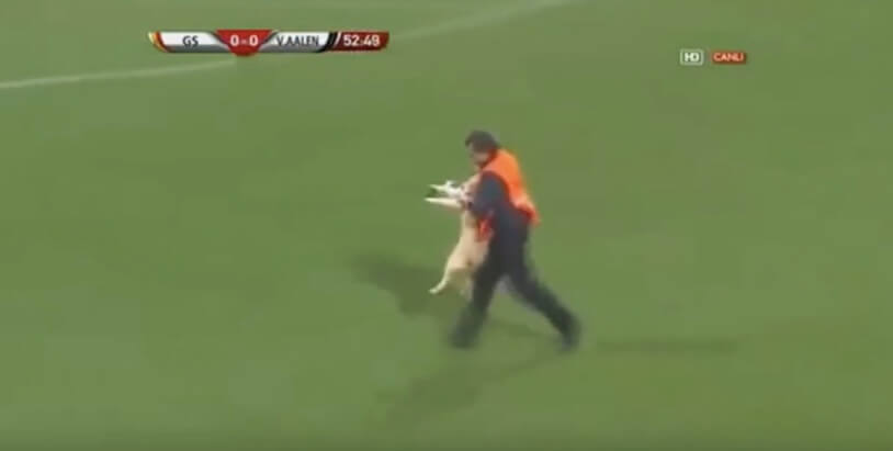 ラブラドールレトリーバー,動画